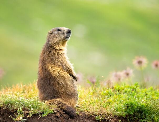 parco nazionale del gran paradiso, marmotta allerta